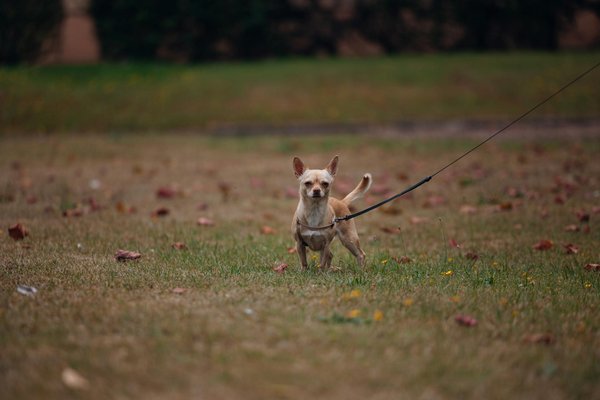 Fontaines à eau pour chats : assurez une hydratation saine !