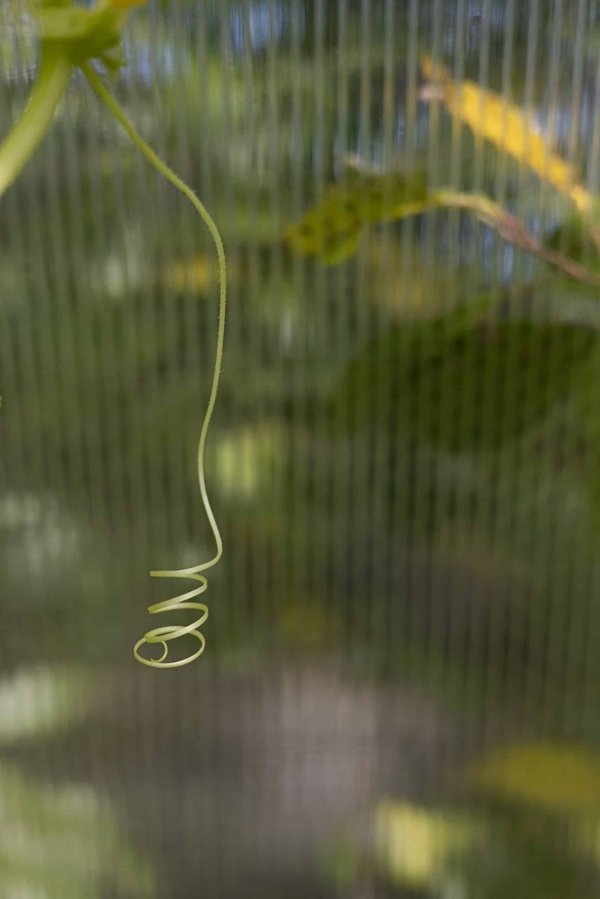 Comment adapter l'exercice physique d'un chien souffrant d'arthrose ?