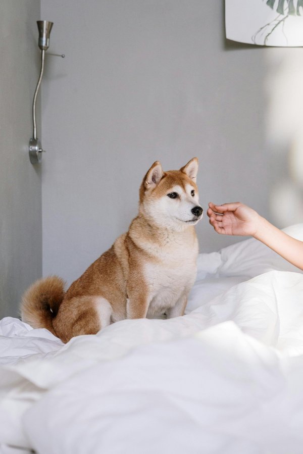 Élevage de Shiba Inu : une activité passionnante et personnelle