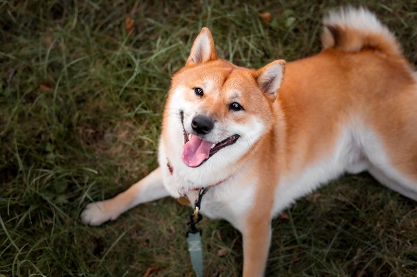 Découvrez les joies de l'élevage de shiba inu chez soi