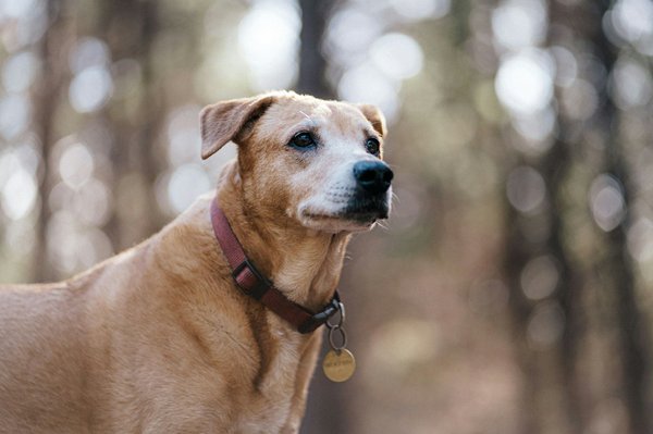 Avis Educ Dog : Découvrez les secrets d'une éducation réussie !