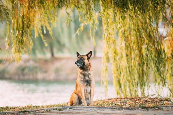 10 astuces pour intégrer un chien dans votre foyer facilement